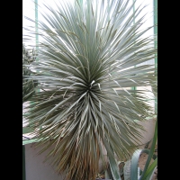 Yucca rostrata (fam Agavacees) (Mexique) (1)